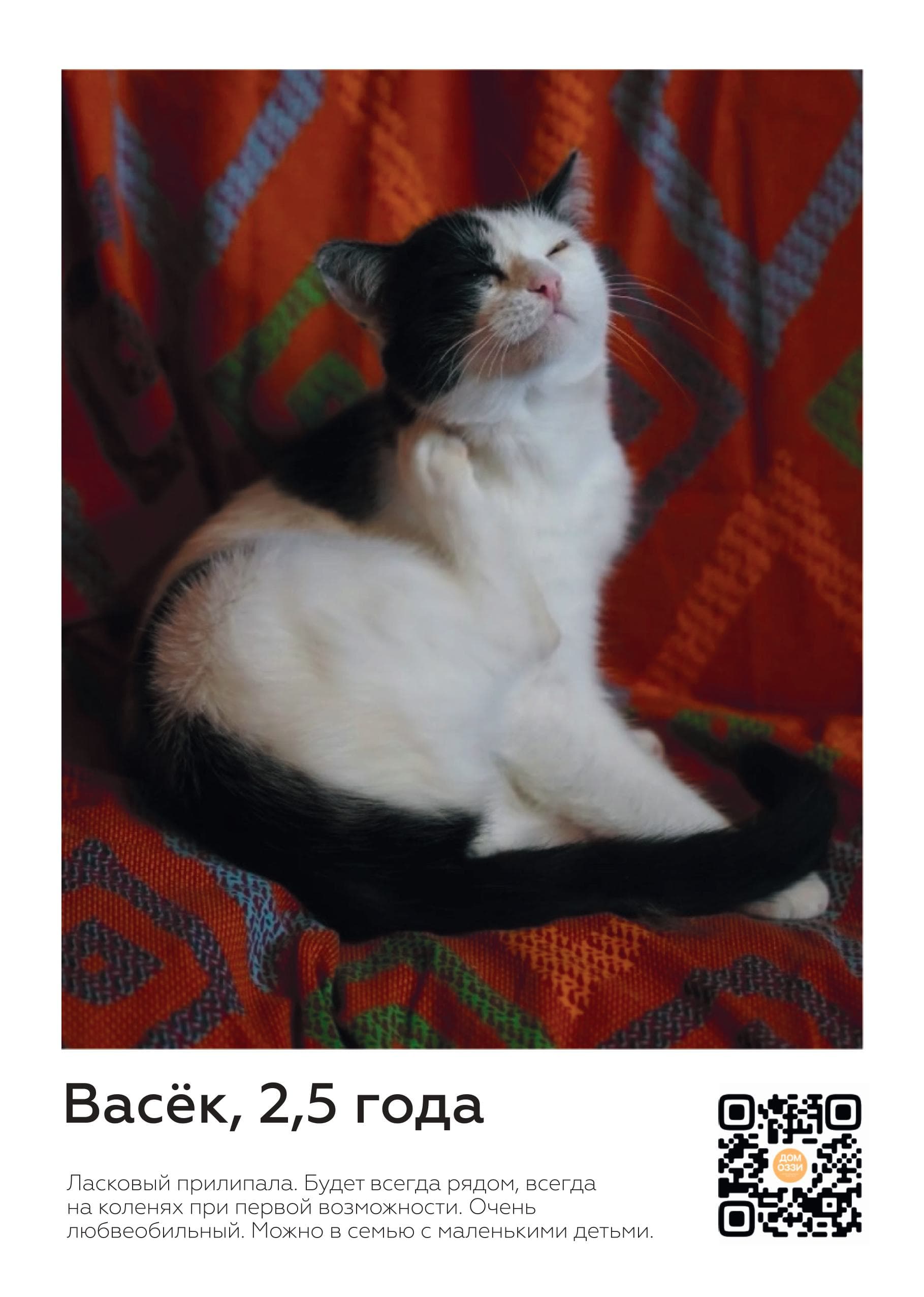 Найти нового питомца красноярцам поможет проект «Гав-story»